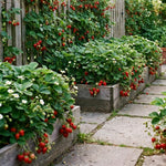 Pack 2 Red Strawberry Plants Live for Planting, Hardy and Sweet Strawberry Plant, 4 to 6 Inches Tall, Strawberries Fruit