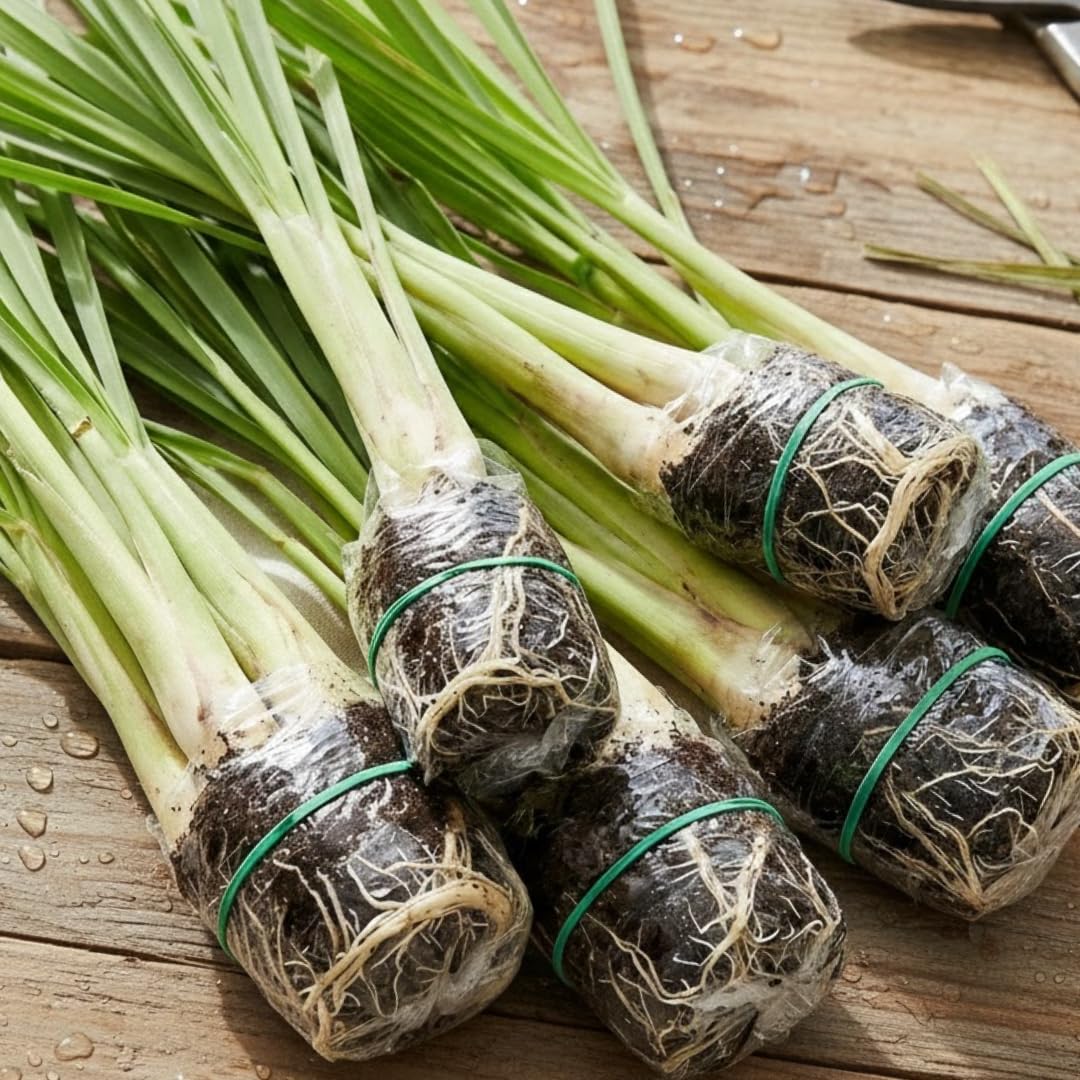 Pack 5 Lemongrass Plants Live for Planting, Perennial Lemon Grass Live Plant Indoor Outdoor Planting, Lemongrass Stalks No Pot