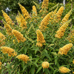2 Yellow Butterfly Bush Plants Live, Vibrant Buddleia Plants 4-7 Inches, Colorful Flowering Shrub for Outdoor Garden