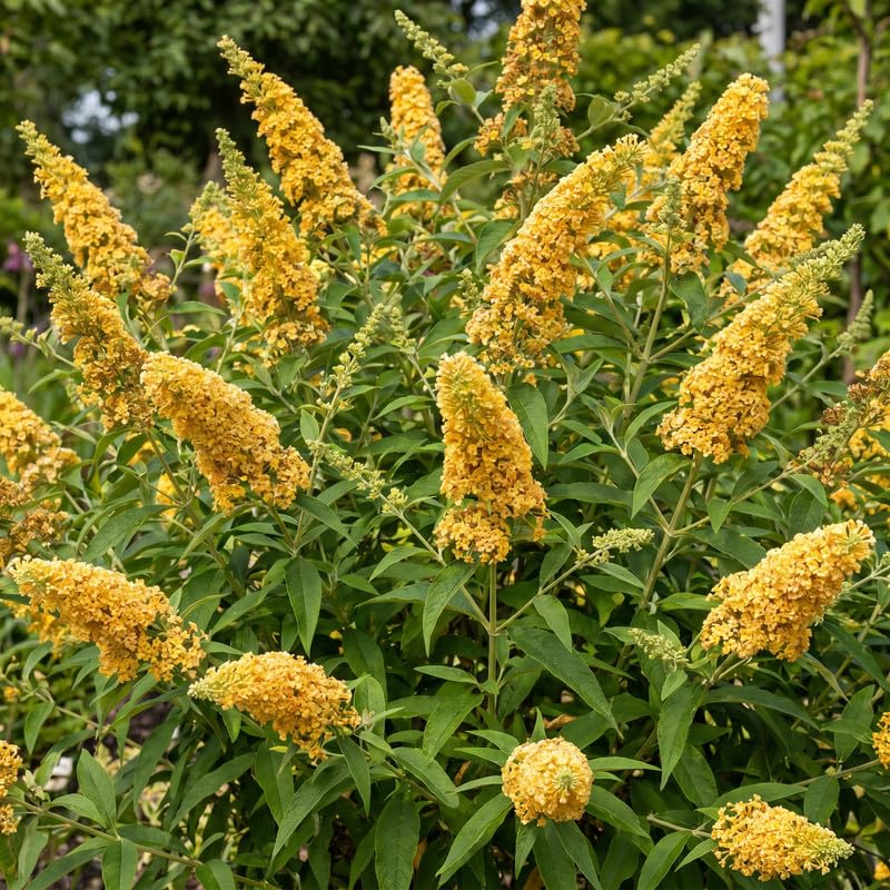 2 Yellow Butterfly Bush Plants Live, Vibrant Buddleia Plants 4-7 Inches, Colorful Flowering Shrub for Outdoor Garden