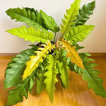 Fire Philodendron Plant Live, Rare Tropical Variegated Live Indoor Houseplant, Starter Plants No Pot, 5-9" in Tall