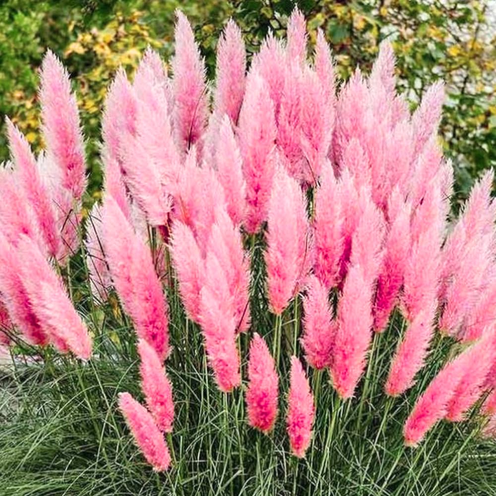 Set 2 Pampas Grass Plants Live Fully Rooted Pruned 5 to 9 Inches Tall, Ornamental Grasses Live Plants Perennial for Planting (Mix Pampas Grass)