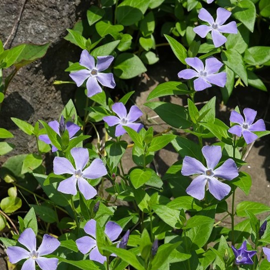 2 Vinca Plants Live, Creeping Periwinkle Plants Live, Vinca Minor Live Plant Indoor, Vinca Plant Pot, Ground Cover Plant Live, 4 to 6 Inches Tall in 4 Inches Pot