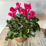 Cyclamen Plant Live in 4'' Pot, Vibrant Indoor Flowering Plants for Planting, Blooms Already, Indoor Outdoor Decoration (Pink Cyclamen)