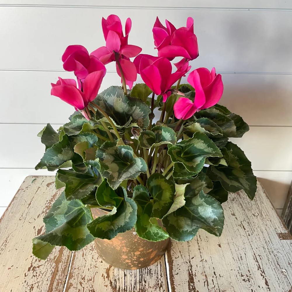 Cyclamen Plant Live in 4'' Pot, Vibrant Indoor Flowering Plants for Planting, Blooms Already, Indoor Outdoor Decoration (Pink Cyclamen)