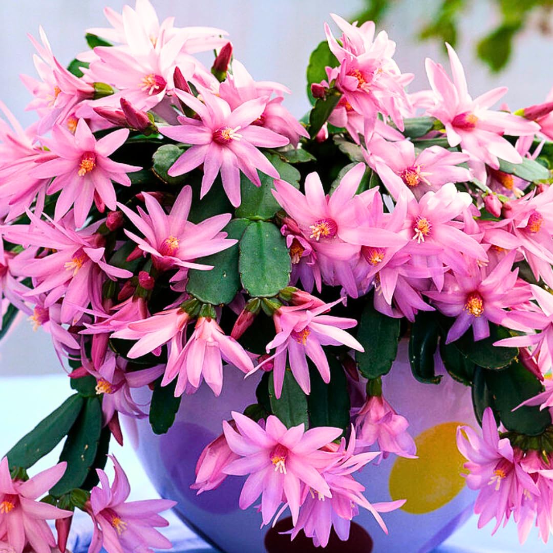 Light Pink Easter Cactus Plants Live, Starter Holiday Cactus Plant for Indoor Outdoor Houseplants, False Christmas Thanksgiving Cactus Like, Cold Hardy, 5-9" in Tall, No Pot
