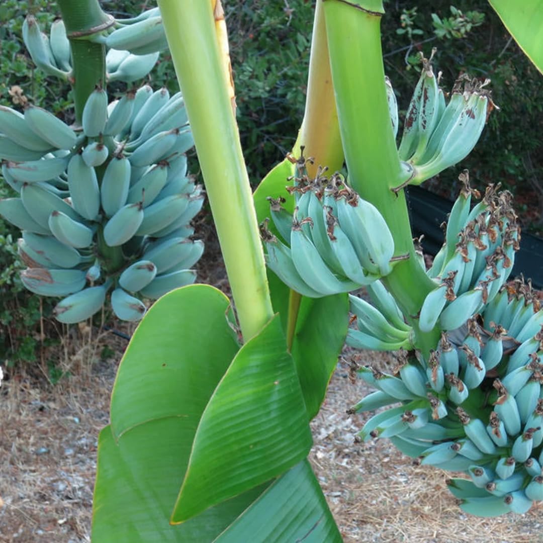 Ice Cream Banana Plants Live for Planting, Banana Trees Live Plants from 4 to 6 Inc Tall