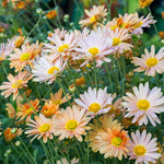 2 Apricot Mums Plants Live, Chrysanthemum Plants Live, 5 to 7 Inc Long, Chrysanthemum Mum Live Plant Gardening