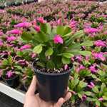 Pink Easter Cactus Plant Live, Spring Easter Cactus Plant, Pink Blooms, 3 to 5 Inc Tall, 2 Inc Pot, Indoor Outdoor Growing