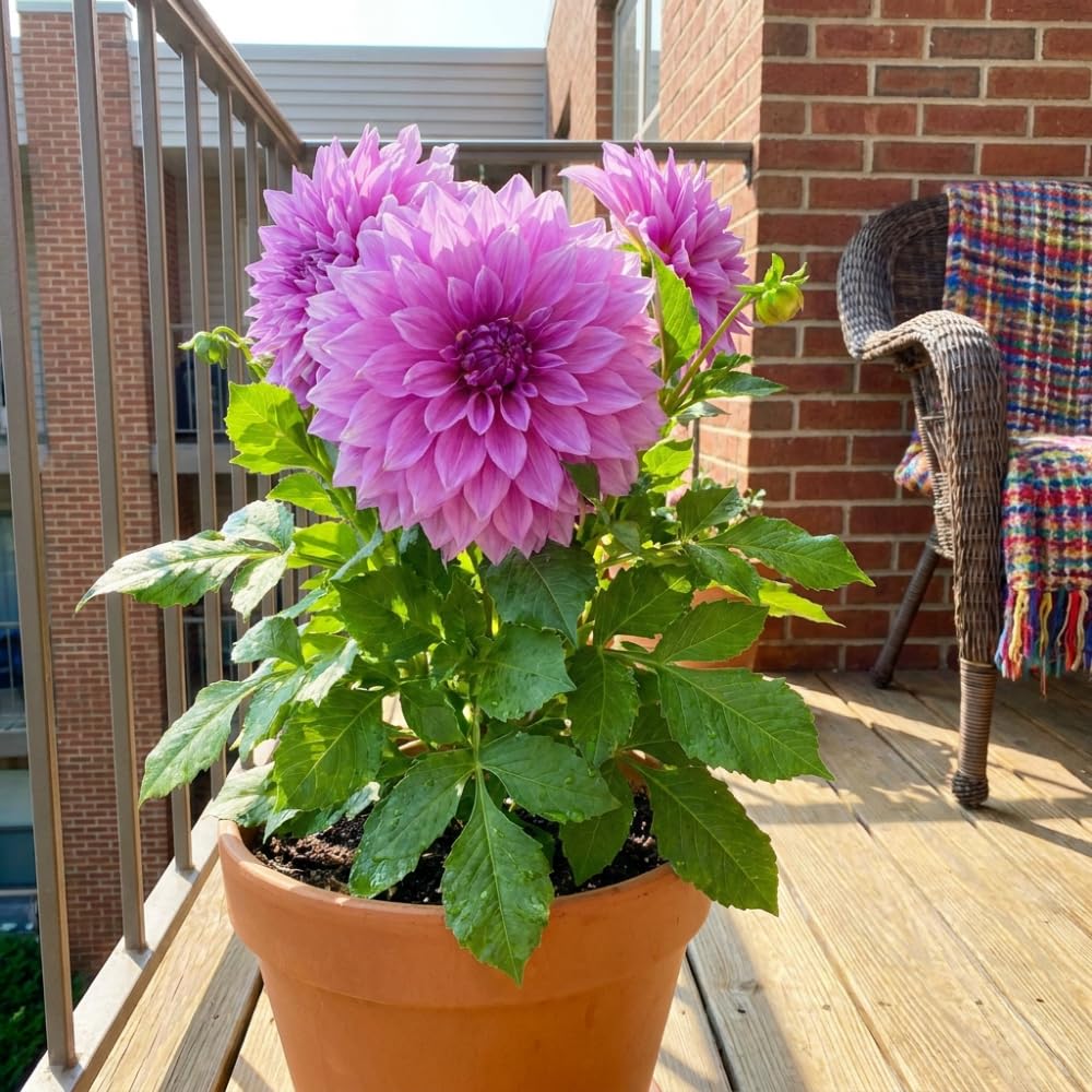 Lavender Dahlia Clump, Soft Purple Blooms, Summer Flowering Perennial, Dahlia Flowers for Indoor Outdoor Growing