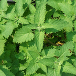 2 Catnip Mint Live Plants, Catnip Plant, Well Rooted Herb Starters 3-6 Inches Tall for Outdoor Garden Growing