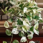 Pothos Live Plant, Live Pothos Plant, 4 to 6 Inches, House Plants Live for Growing Indoor and Outdoor, 4 Inc Potted (Variegated)