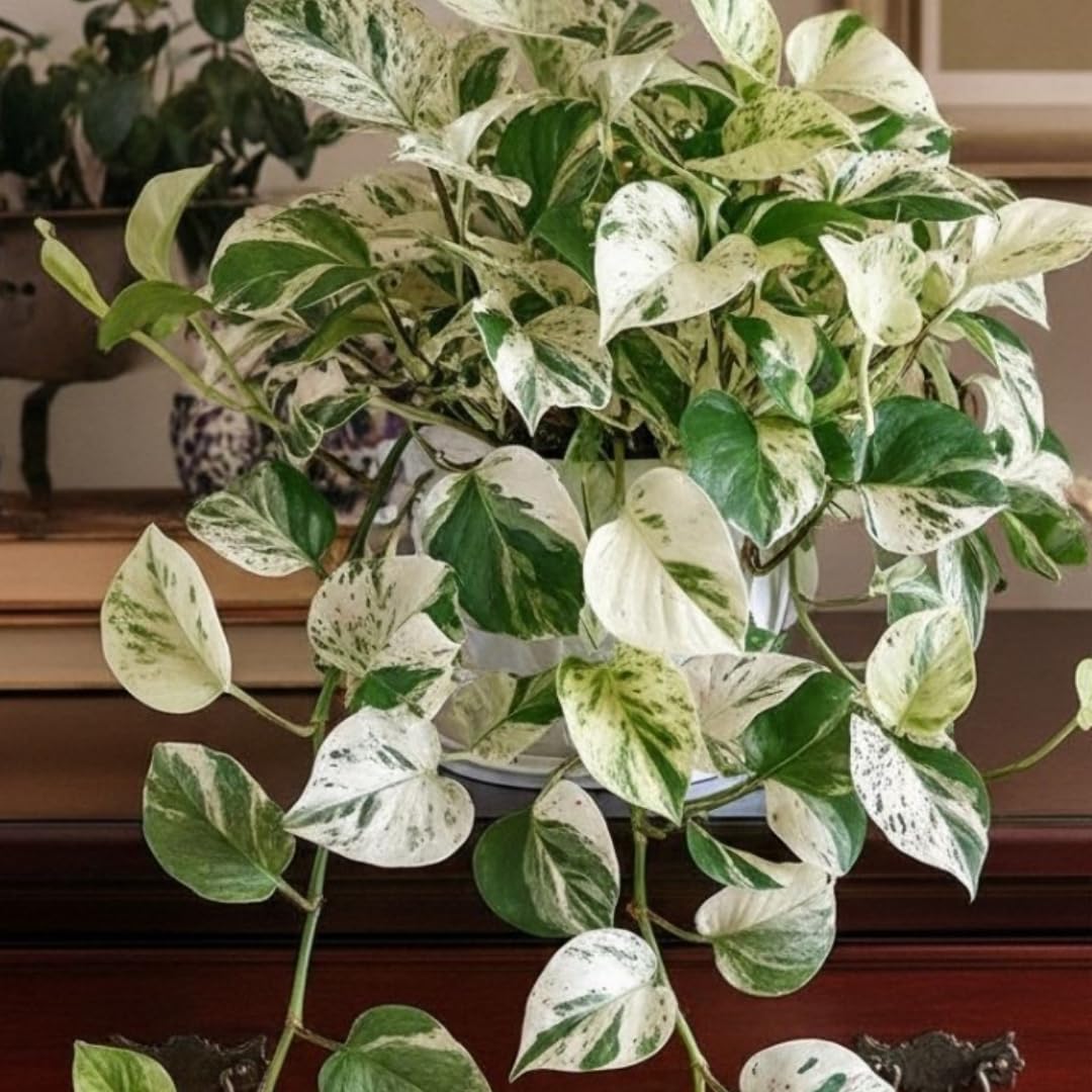 Pothos Live Plant, Live Pothos Plant, 4 to 6 Inches, House Plants Live for Growing Indoor and Outdoor, 4 Inc Potted (Variegated)