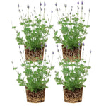 4 Lavender Plants Live Flower Indoor Outdoor, Lavandula Perennial Plants, Well Rooted 4-8" Tall, No Pot (Blue Lavender)