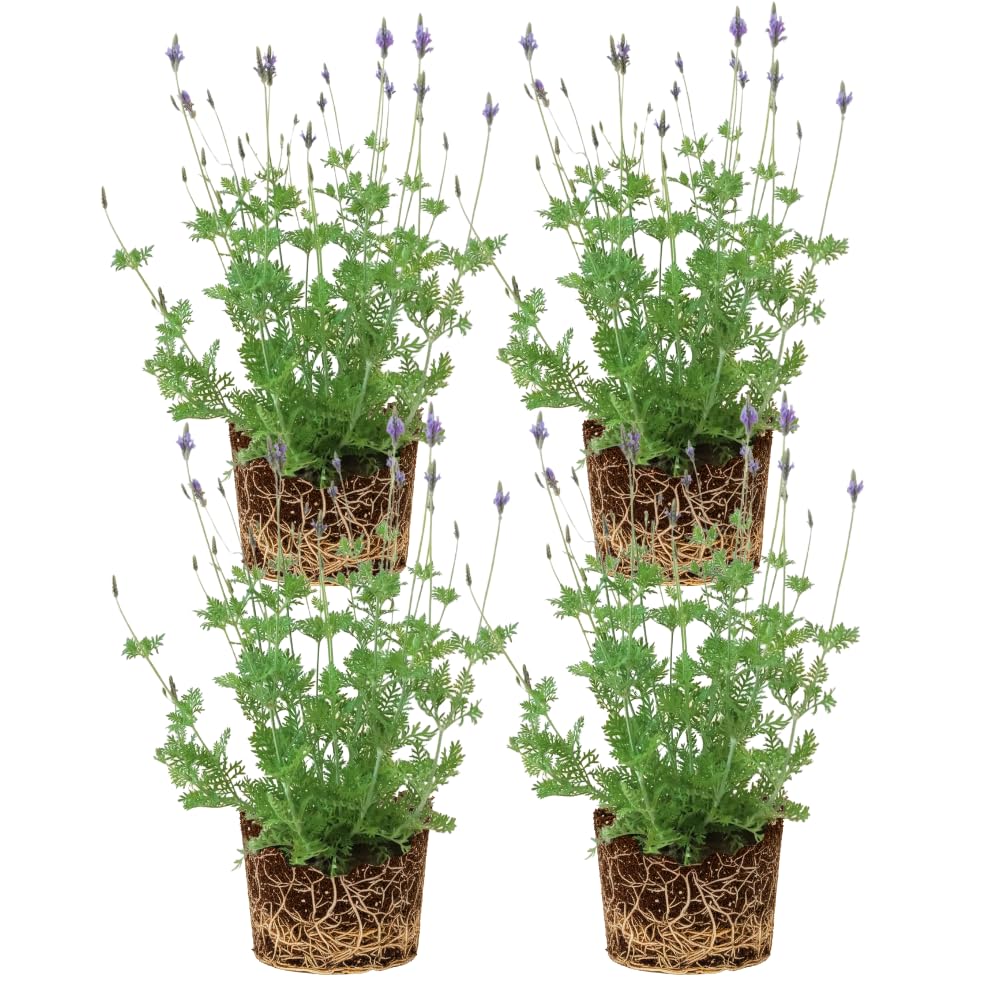 4 Lavender Plants Live Flower Indoor Outdoor, Lavandula Perennial Plants, Well Rooted 4-8" Tall, No Pot (Blue Lavender)
