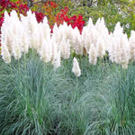 2 Grass Ornamental Grasses Seedlings, Live Grass Perennial Hardy Ornamental Plants, Outdoor Planting, 5-9" Tall (White Pampas)