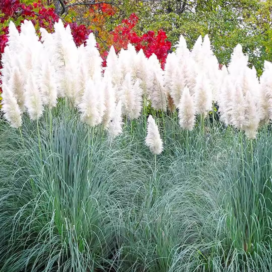 2 Grass Ornamental Grasses Seedlings, Live Grass Perennial Hardy Ornamental Plants, Outdoor Planting, 5-9" Tall (White Pampas)