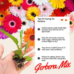 Set of 2 Mix Daisy Plants, Gerbera Daisy Live Plants, 5 to 6 Inches Tall, Gerbera Daisy Plants for Gardening, No Pot