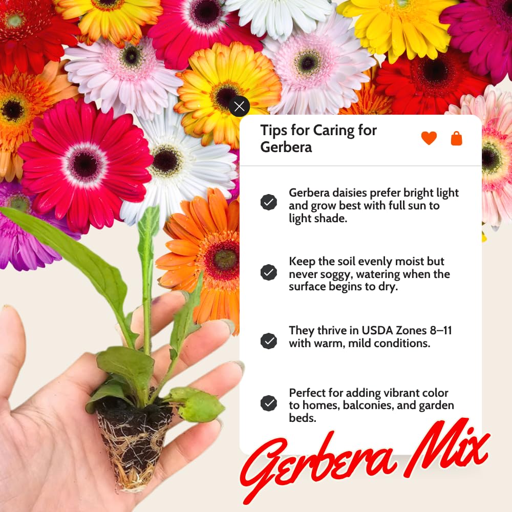 Set of 2 Mix Daisy Plants, Gerbera Daisy Live Plants, 5 to 6 Inches Tall, Gerbera Daisy Plants for Gardening, No Pot