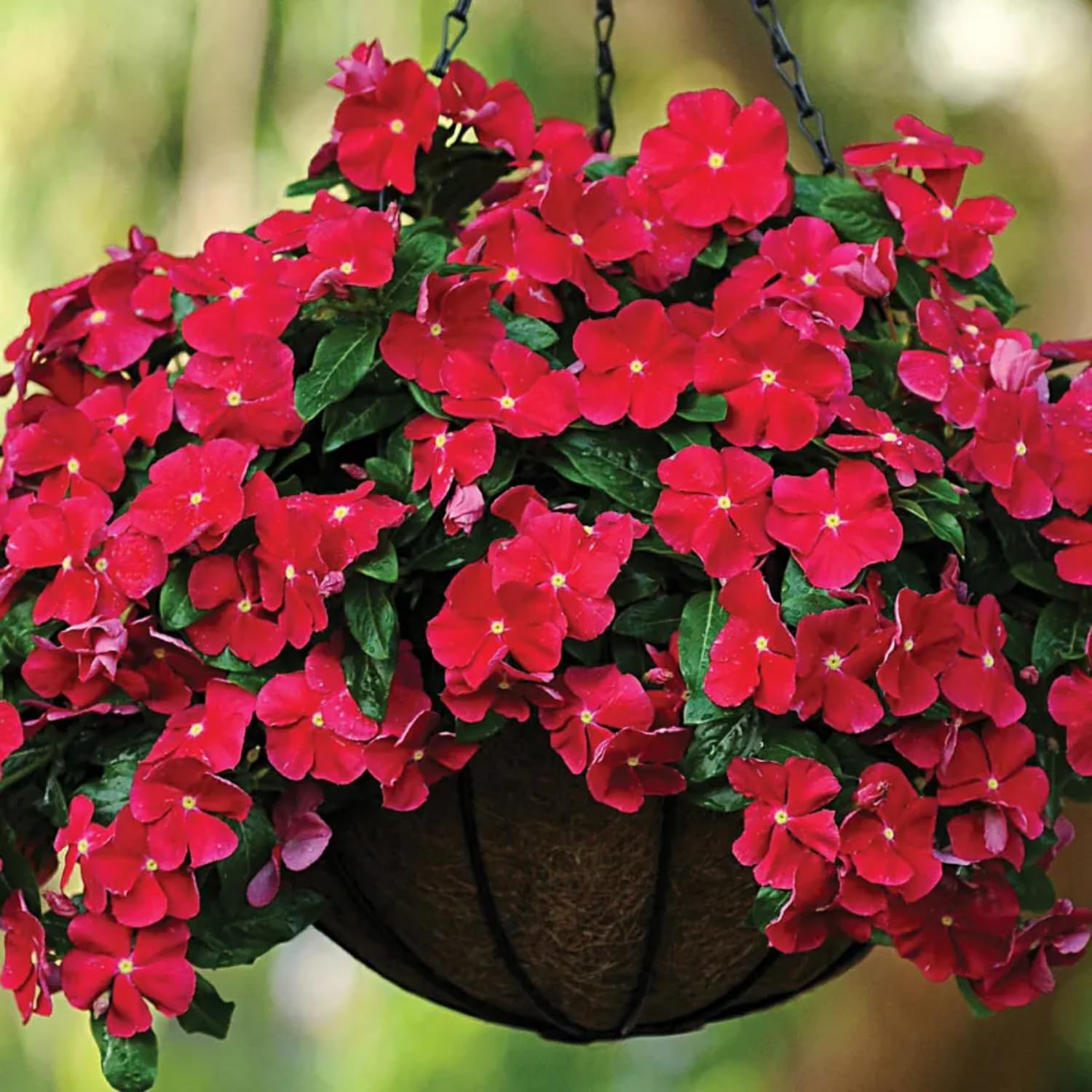 Set 4 of Mix Vinca Plants Live for Planting Outdoors, Ground Cover Plant, Vinca Flower Plant Gardening from 4 to 5 Inc Tall