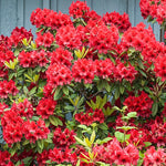 Red Dwarf Azalea Rhododendron Plants Live Tree, 1 Gallon Pot Azalea Bush Shrub Vibrant Bloom, 1 Year Old Well Rooted, Cold Hardy