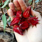 Live Roselle Plant in Half Gallon Pot, Flowering Edible Hibiscus Shrub, Well Rooted Hibiscus Sabdariffa for Garden and Container