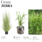 Ornamental Grass Seedlings Live Plant, Fully Rooted Pruned Back to 5 to 9 Inc in Tall Grasses Live Plants Perennial (White Green Grass)
