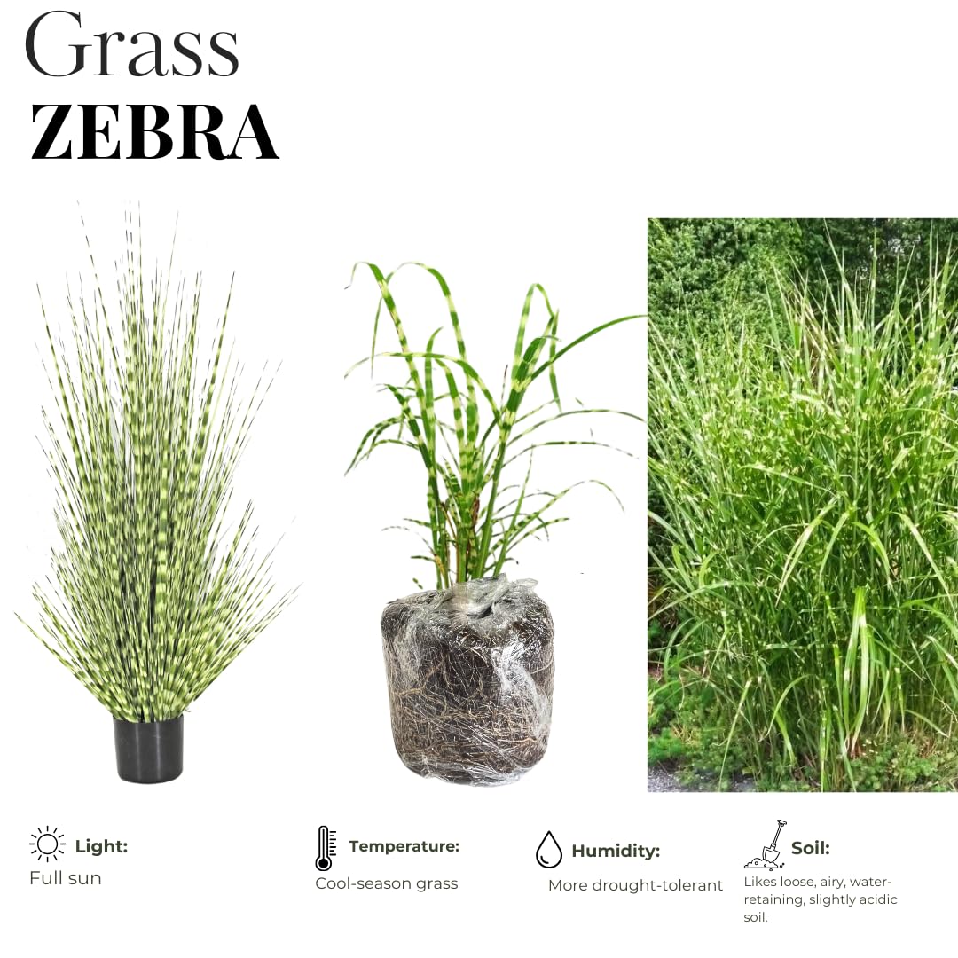 Ornamental Grass Seedlings Live Plant, Fully Rooted Pruned Back to 5 to 9 Inc in Tall Grasses Live Plants Perennial (White Green Grass)