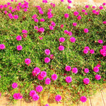 2 Mix Portulaca Moss Rose Plants Live, Double Flowered Moss Roses Flowers, Clumps 4-8" Tall, Portulaca Plants Live