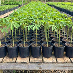 2 Potted Yuca Cassava Plants Live Grown for Cuttings Sweet Manihot Rooted for Planting, 6-10 Inc in Tall, Easy to Roots, Very Fast Growing