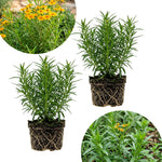 Pack of 2 Texas Tarragon Plants Live, Tarragon Live Plant, 4-6 Inc Tall, Herbs for Indoor Outdoor Growing