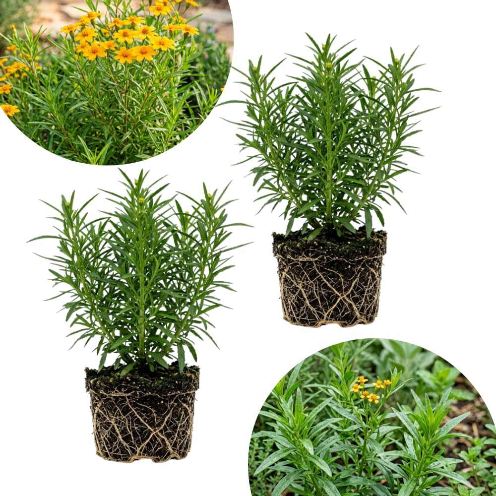 Pack of 2 Texas Tarragon Plants Live, Tarragon Live Plant, 4-6 Inc Tall, Herbs for Indoor Outdoor Growing