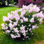 2 Lilac Trees Live Plants, 1 Year Old Well-Rooted Miss Kim Lilac Syringa Bushes Seedling, 6 to 12 Inches Tall, Fragrant, Zones 3-7