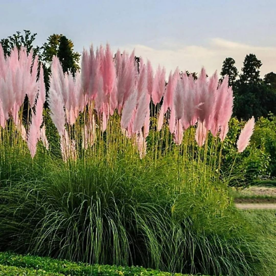 2 Pink Pampas Grass Plants Live, Ornamental Grasses Live Plants Perennial, Pampas Grass Live Plants Outside