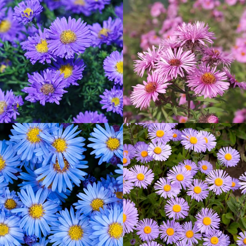 Set 2 Hardy Aster Plants Live, Perennial Aster Flowers for Planting Outdoor, Container, Garden 4-8 Inches