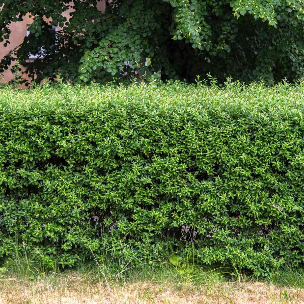 Set 20 Privet Hedge Plants Live 1 Feet Tall, Privet Shrub Bush Bare Roots