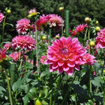 Dark Purple Pink Dahlia Bulbs Plant 2-3" Tall, Dahlia Blubs, Outdoor Flower for Garden Beds or Patio Containers, Not Live Plant