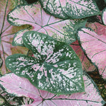 Set 2 Caladium Plants, Mix Caladium Houseplant Live 4-6 Inches Tall, Garden and Container Growing (Mix)