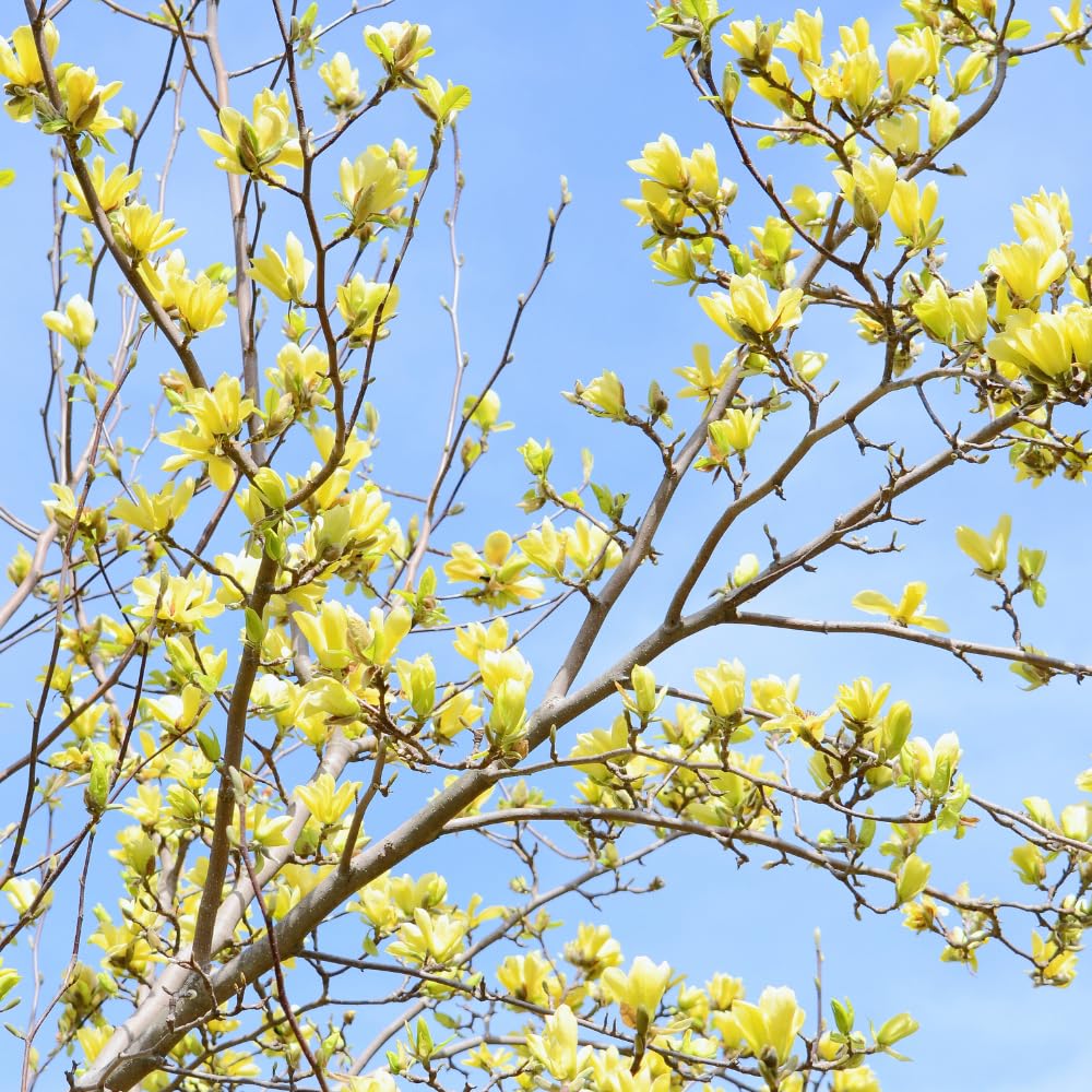 Yellow Magnolia Plant Live, 5 to 7 Inches Tall, Magnolia Tree Live Plant for Gardening Shrub Plant Outdoors