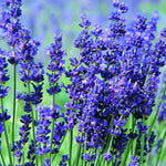 2 Lavender Plants Live Indoor, Lavandula Trees Live Plants for Planting, Fragrant Flowers Perennial, 4-6" Height Plugs (Hidcote Blue Lavender Plants)