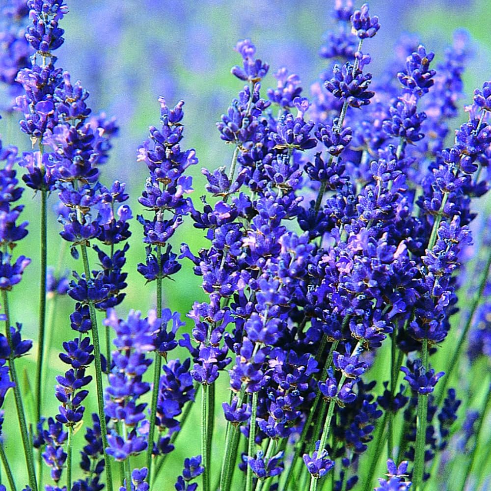 2 Lavender Plants Live Indoor, Lavandula Trees Live Plants for Planting, Fragrant Flowers Perennial, 4-6" Height Plugs (Hidcote Blue Lavender Plants)