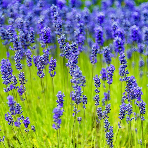 2 Lavender Plants Live Indoors, 4-8" Tall, Lavandula Perennial Flower Plants for Planting Outdoors Home Garden (Blue Lavender)