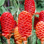 10 Awapuhi Shampoo Ginger Roots for Planting, Zingiber Zerumbet Ginger Rhizomes, Live Ginger Lily Flowers Perennial Garden