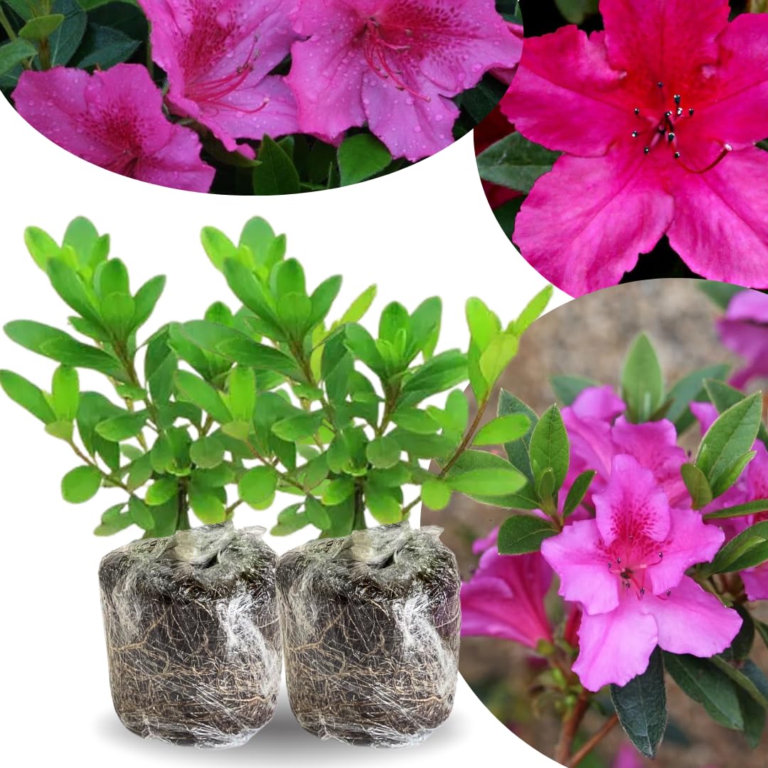 Pack 2 Pink Azalea Plants Live, Rhododendron Azalea Tree Live Plants Like, 5-9 Inches in Tall, Spring Blooms