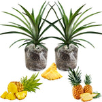 2 Pineapple Plants Live 4 to 7 Inch Tall, Sweet Pineapple Trees Live Plants, Cold Hardy Pineapple Fruit Trees (Elite Gold Pineapple)