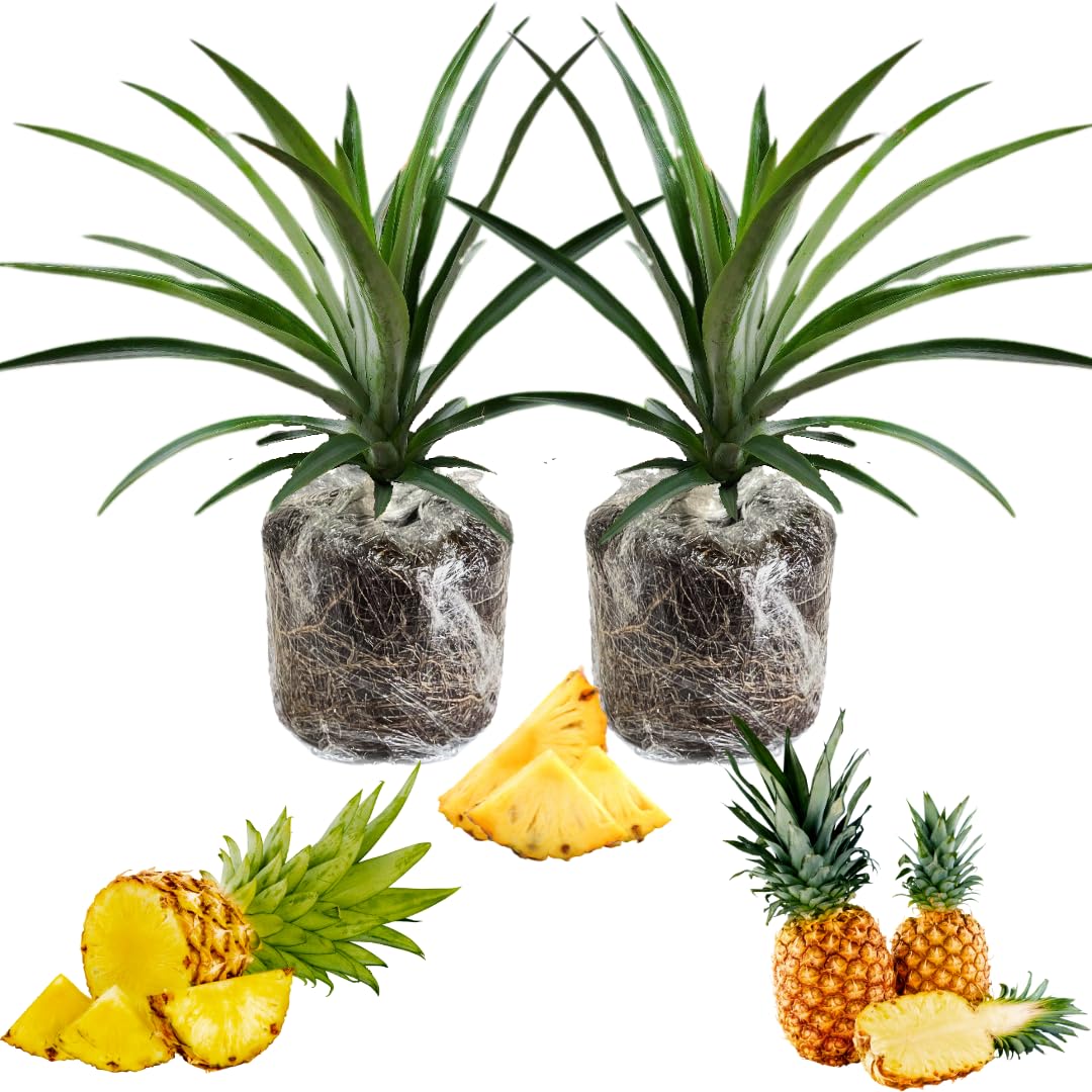 2 Pineapple Plants Live 4 to 7 Inch Tall, Sweet Pineapple Trees Live Plants, Cold Hardy Pineapple Fruit Trees (Elite Gold Pineapple)