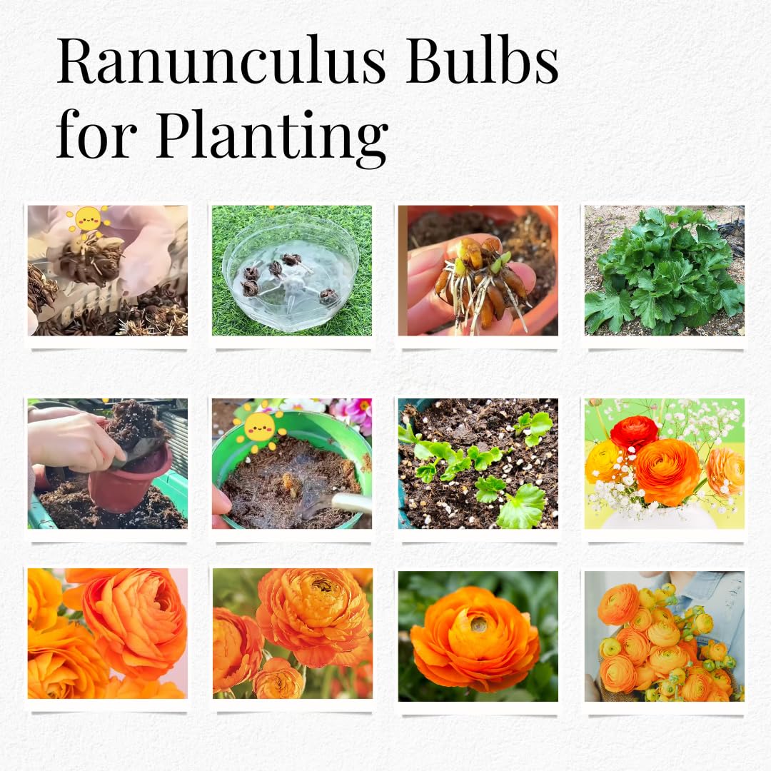 25 Ranunculus Bulbs for Spring Planting, Perennial Flowers Bulbs for Gardens, Vibrant Peony Buttercup Corms for Outdoor Borders (Orange Ranunculus)