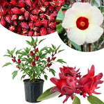 Red Roselle Hibiscus Live Plant 8-12 Inches Tall in Half Gallon Pot, Hardy Hibiscus Sabdariffa Plants, Tropical Flower Plant for Outdoor Garden