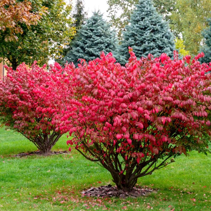 Dormant Red Burning Bush Shrub, Hardy Shrub for Vibrant Fall Foliage, Hardy Burning Bush Tree 6-10 Inches