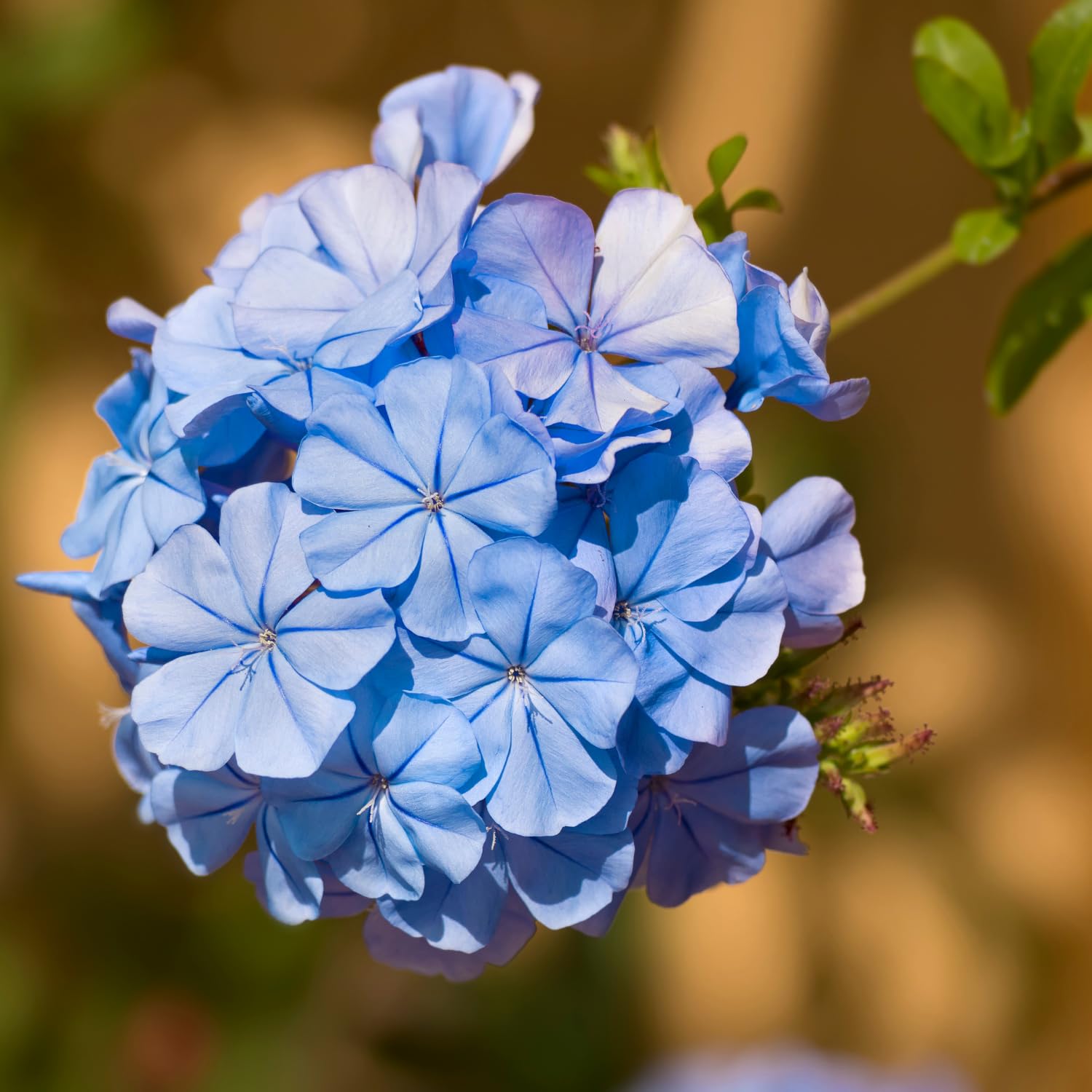 2 Blue Plumbago Plants, Live Plumbago Flowering Plant Well Rooted, 4 to 7 Inches